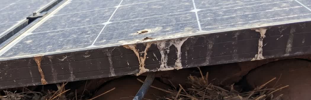 Droppings found under a solar array