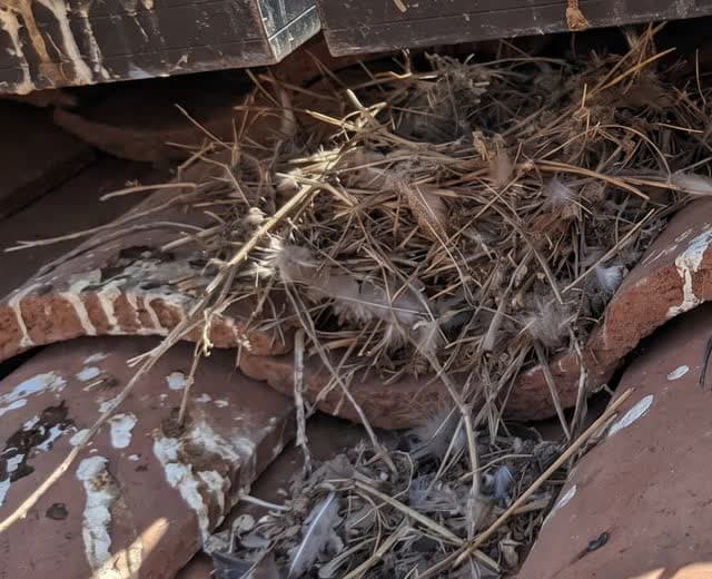 Nesting found under a solar array